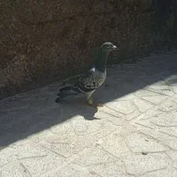 سبز پولک ماده