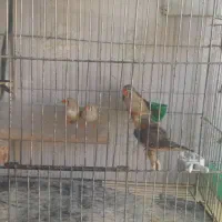 پرنده|پرنده|شیراز, قلات|دیوار