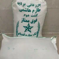 برنج طارم هاشمی کشت دوم فریدونکنار