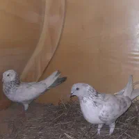 کبوتر فراری  دادم