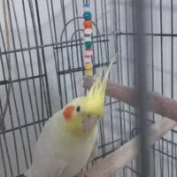 فروش عروس هلندی
