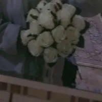 گل عروس