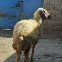 فروش یکی شک جوان سالم سرحال آبستن سنجابی|حیوانات مزرعه|اسلام‌‌آباد غرب, |دیوار