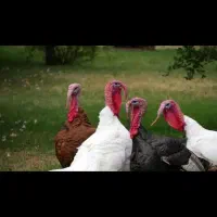 تخم بوقلمون برازجان