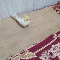 عروس هلندی