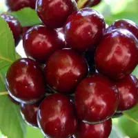 فروش 4دیواری و پلاک باغی نقد و اقساط