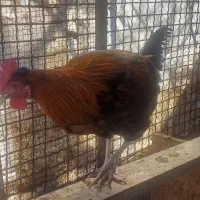 خروس جوان|حیوانات مزرعه|احمدآبادمستوفی, |دیوار