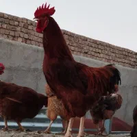 خروس رسمی
