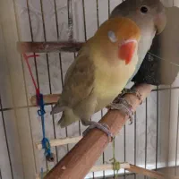 طوطی برزیلی جفت