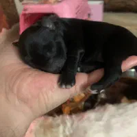 توله سگ نژاد داراصیل وارداتی