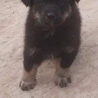 ۲عدد توله ژرمن نر