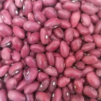 لوبیا قرمز یاقوت تازه خوشپخت