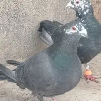 کفتر|پرنده|مشهد, فرخد|دیوار