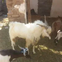 یک عدد نری پاه وندی چاق|حیوانات مزرعه|نرماشیر, |دیوار