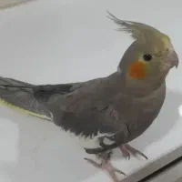 دوتا جوجه عروس هلندی شش ماه