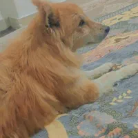 سگ نژاد پامرشپیتز|سگ|دیواندره, |دیوار