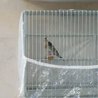 جوجه سهره نر