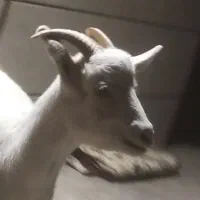 بزغاله سانن