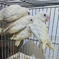 کوتوله برزیلی خاص