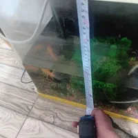 آکواریم|ماهی|تبریز, |دیوار