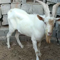 نژاده سانن کرنر