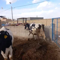 سلام تعدادی گاو زاییده و آبستن جوان