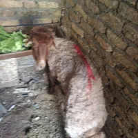 گوسفند بره واسه عقیقه دختر|حیوانات مزرعه|مشهد, قائم|دیوار