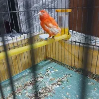 قناری ماده آماده