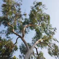 چوب درخت اکالیپتوس