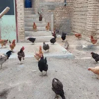 فروش مرغ محلی