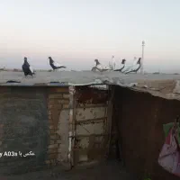 کفتر بوم|پرنده|چناران, |دیوار