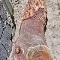 چوب گردو چنار اکالیپتوس مصالحی قیمت مناسب