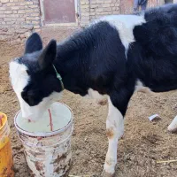 گوساله سیمینتال ماده|حیوانات مزرعه|قیدار, |دیوار