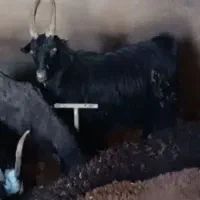 بز داشتی حامله برا نگه داشتن