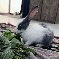 خرگوش خونگی