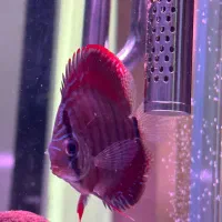 فروش پنج عدد دیسکس چهار و نیم پنج اینچ|ماهی|چالوس, |دیوار