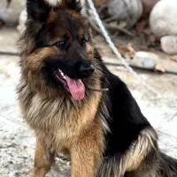 ژرمن شپرد|سگ|کرج, عظیمیه|دیوار