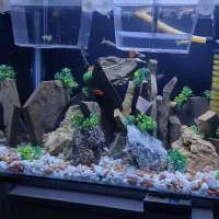 یک عدد اکواریوم شیشه خم جدید کامل