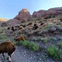 گوسفند تخمی