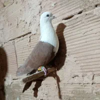 کبوتر کله سفید