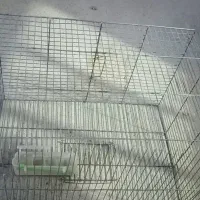 قفس پرنده قناری ومرغ عشق