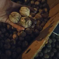 گردو پوست کنده