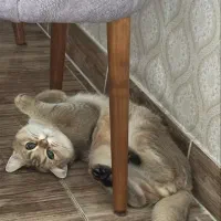 بریتیش گلد نر جفت گیری