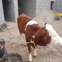 گوساله ماده