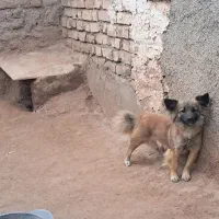 پاکوتاه|سگ|نیشابور, مازول|دیوار