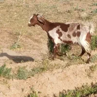 دوراس را گیسه بز زاییده پاکستانی