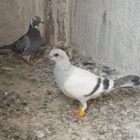 کبوتر
