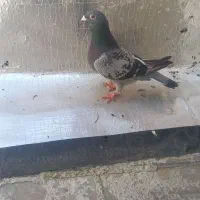 کبوتر پلاکی ماده