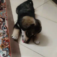 واگذاری سگ رایگان|سگ|ری, اقدسیه|دیوار