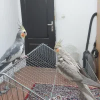 دو جفت عروس هلندی مولد|پرنده|محمدشهر, کوی بهار|دیوار